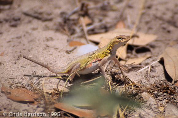 Northern Keeled Earless Lizard (Holbrookia propinqua propinqua)