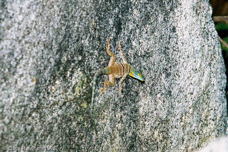 San Lucan Rock Lizard (Petrosaurus thalassinus)