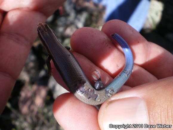 Mountain Skink (Plestiodon callicephalus)