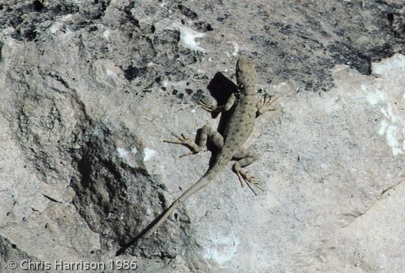 Big Bend Canyon Lizard (Sceloporus merriami annulatus)