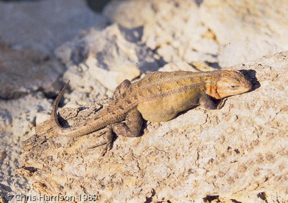 Teapen Rose-bellied Lizard (Sceloporus teapensis)