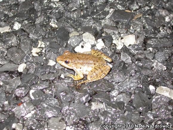 Northern Green Frog (Lithobates clamitans melanota)