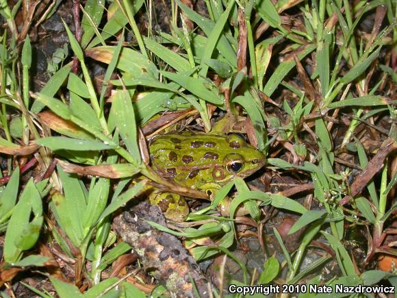 Southern Leopard Frog (Lithobates sphenocephalus utricularius)