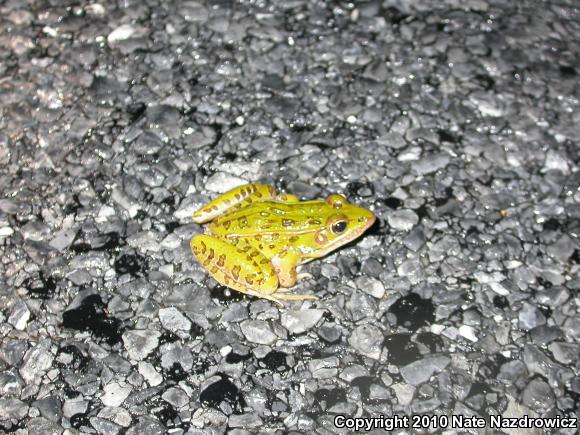 Southern Leopard Frog (Lithobates sphenocephalus utricularius)