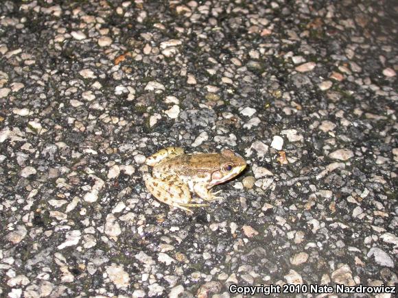 Northern Green Frog (Lithobates clamitans melanota)