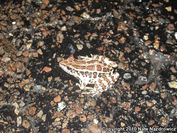 Pickerel Frog (Lithobates palustris)