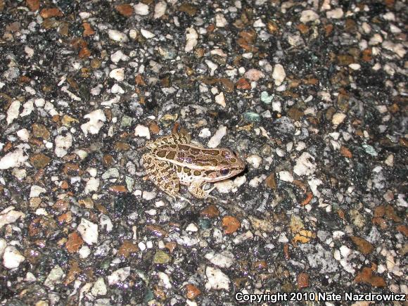 Pickerel Frog (Lithobates palustris)