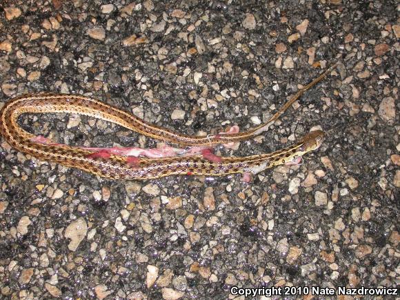 Eastern Gartersnake (Thamnophis sirtalis sirtalis)