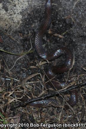 Eastern Wormsnake (Carphophis amoenus amoenus)