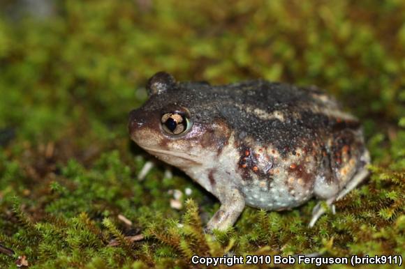 Eastern Spadefoot (Scaphiopus holbrookii)