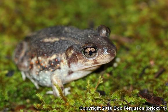 Eastern Spadefoot (Scaphiopus holbrookii)