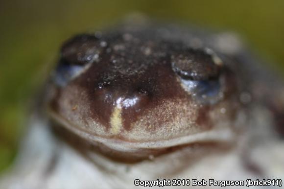 Eastern Spadefoot (Scaphiopus holbrookii)