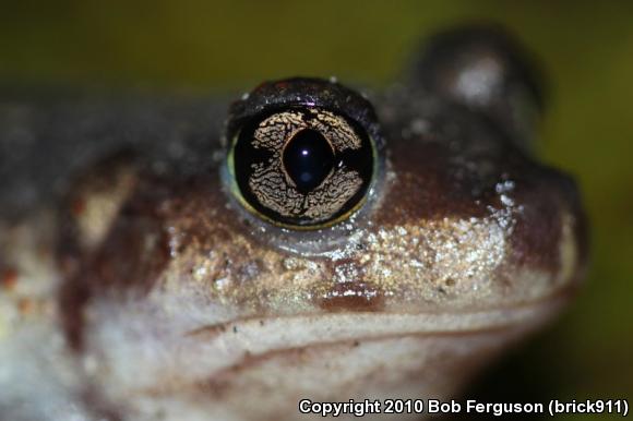 Eastern Spadefoot (Scaphiopus holbrookii)