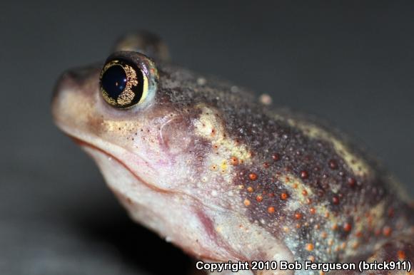 Eastern Spadefoot (Scaphiopus holbrookii)