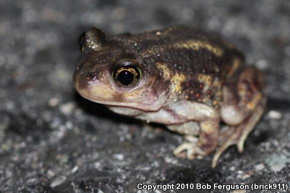 Eastern Spadefoot (Scaphiopus holbrookii)