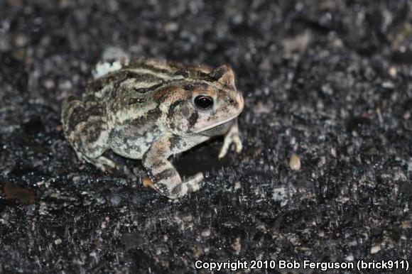 Fowler's Toad (Anaxyrus fowleri)