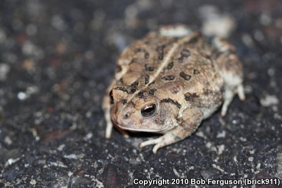 Fowler's Toad (Anaxyrus fowleri)