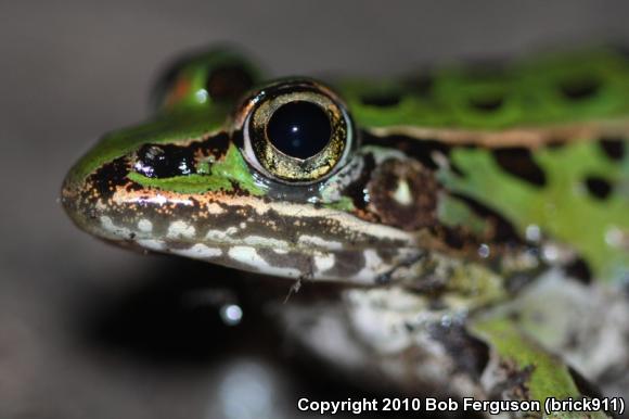 Southern Leopard Frog (Lithobates sphenocephalus utricularius)