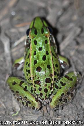 Southern Leopard Frog (Lithobates sphenocephalus utricularius)