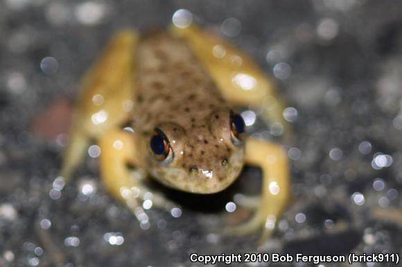 American Bullfrog (Lithobates catesbeianus)