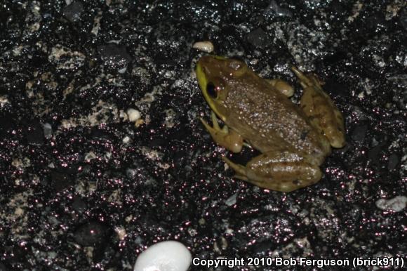 American Bullfrog (Lithobates catesbeianus)