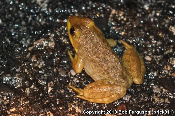 American Bullfrog (Lithobates catesbeianus)