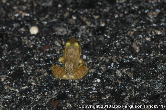 American Bullfrog (Lithobates catesbeianus)