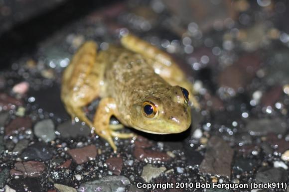 American Bullfrog (Lithobates catesbeianus)