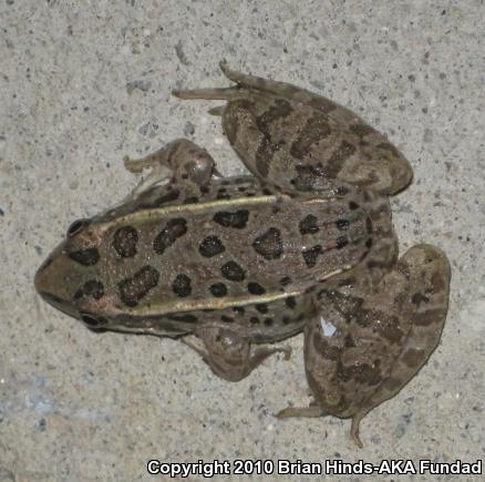 Rio Grande Leopard Frog (Lithobates berlandieri)