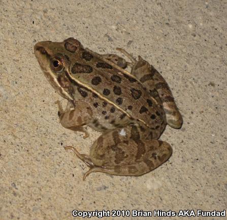 Rio Grande Leopard Frog (Lithobates berlandieri)