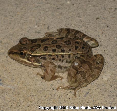 Rio Grande Leopard Frog (Lithobates berlandieri)