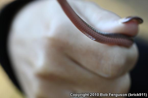 Eastern Wormsnake (Carphophis amoenus amoenus)