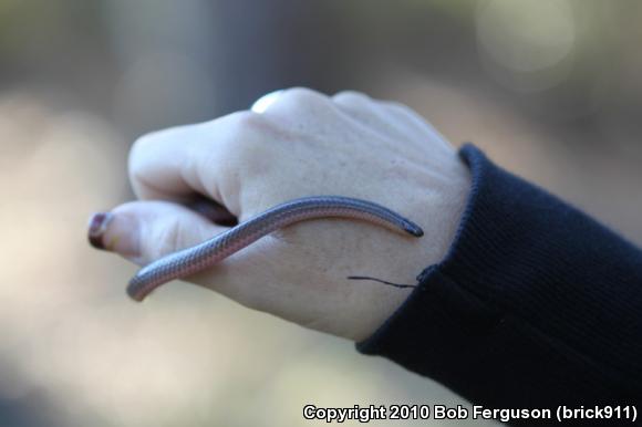 Eastern Wormsnake (Carphophis amoenus amoenus)