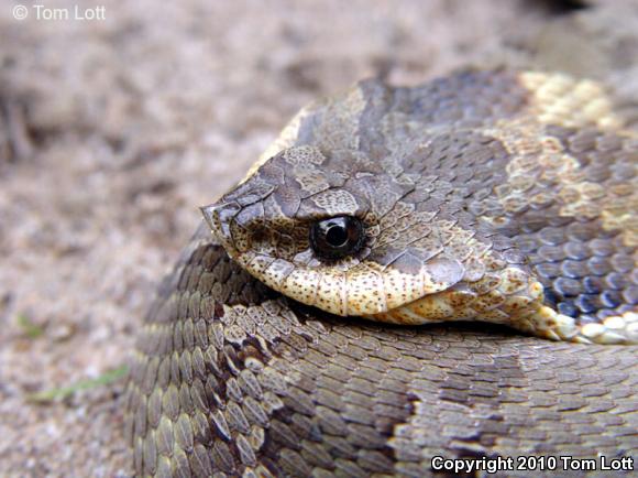 Eastern Hog-nosed Snake (Heterodon platirhinos)