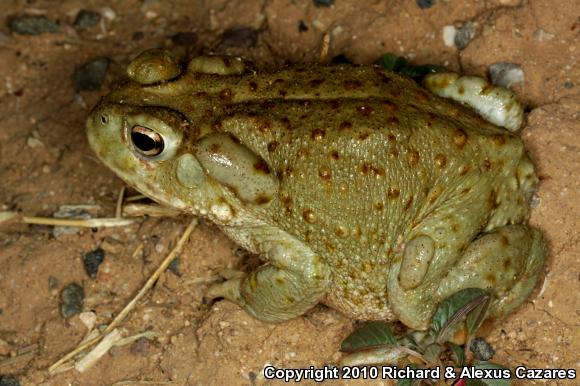 Sonoran Desert Toad (Ollotis alvaria)