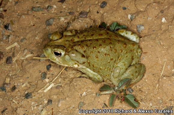 Sonoran Desert Toad (Ollotis alvaria)