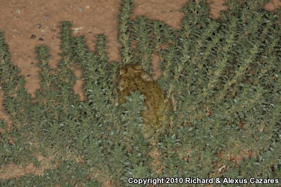 Sonoran Desert Toad (Ollotis alvaria)