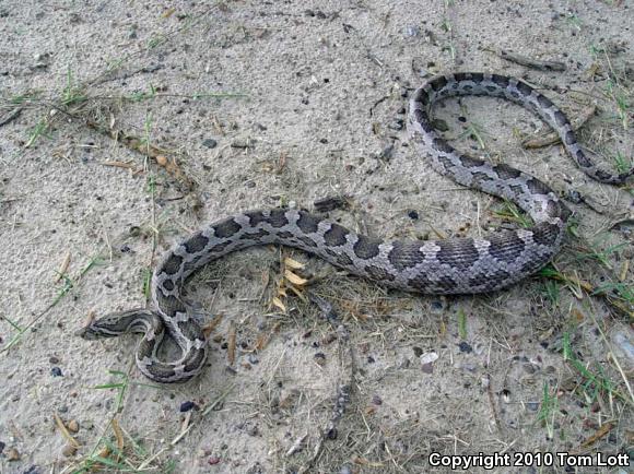 Great Plains Ratsnake (Pantherophis emoryi)