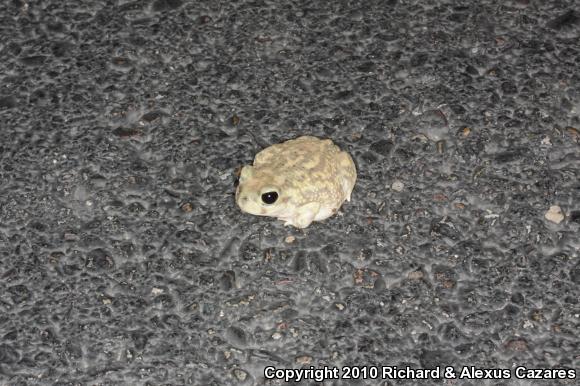 Couch's Spadefoot (Scaphiopus couchii)