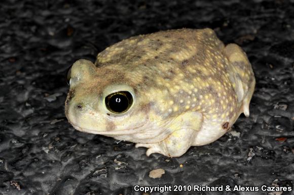 Couch's Spadefoot (Scaphiopus couchii)