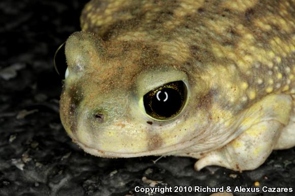 Couch's Spadefoot (Scaphiopus couchii)