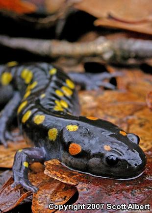 Spotted Salamander (Ambystoma maculatum)