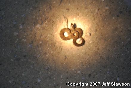 Florida Watersnake (Nerodia fasciata pictiventris)