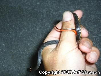 Southern Ring-necked Snake (Diadophis punctatus punctatus)