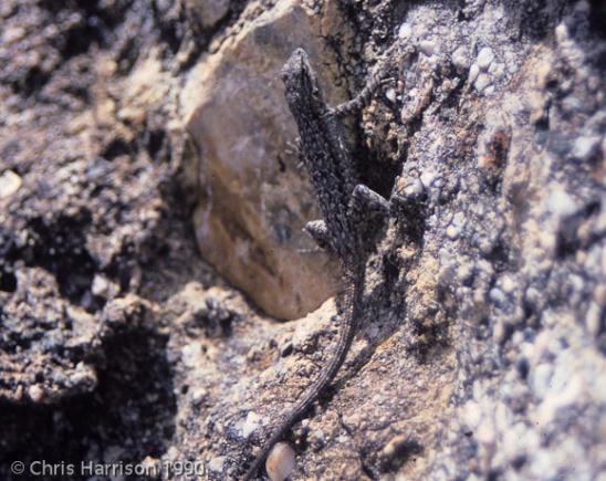 Big Bend Tree Lizard (Urosaurus ornatus schmidti)