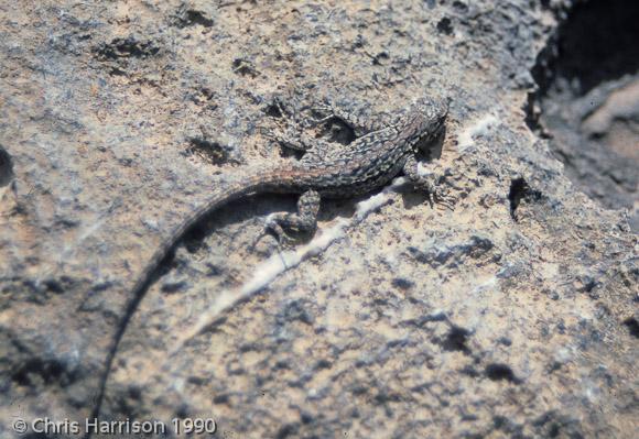 Big Bend Tree Lizard (Urosaurus ornatus schmidti)