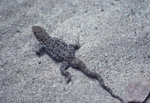 Smooth Tree Lizard (Urosaurus ornatus levis)