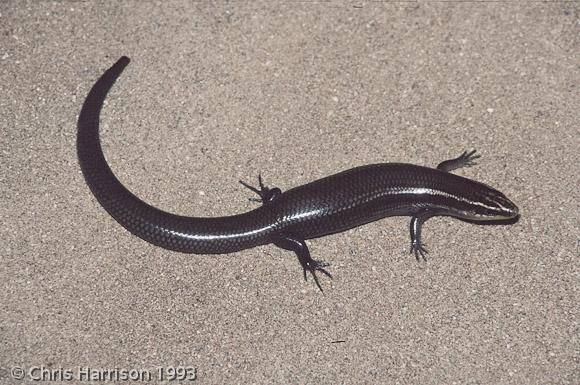 Long-lined Skink (Plestiodon tetragrammus tetragrammus)