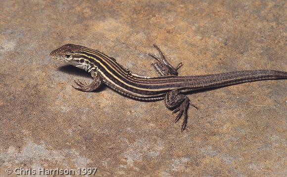 Laredo Striped Whiptail (Aspidoscelis laredoensis)