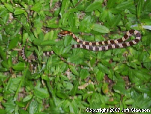 Corn Snake (Pantherophis guttatus guttatus)